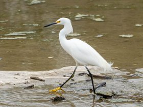 ../2020/03/03-1502-bird-austin-TX-mckinney_falls.jpg