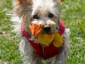 ../2020/04/11-1044-dog-casper.jpg