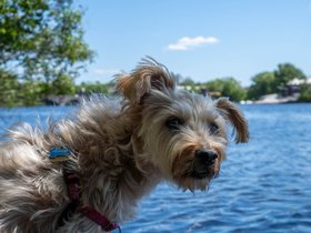 ../2020/05/31-1419-dog-casper.jpg