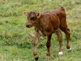 ../2020/08/17-1420-cow-berkshires-MA-the_clark.jpg