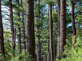 ../2020/10/11-1356-park-lone_tree_hill-MA.jpg