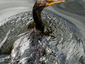 ../2020/10/24-1251-bird-cormorants.jpg