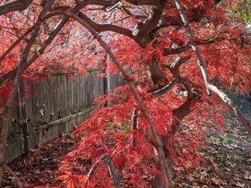 09-1332-tree-autumn.jpg
