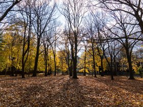 ../2020/11/28-1444-sunset-autumn-tree-cambridge-MA.jpg