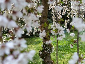 ../2021/04/18-1409-flower-tree.jpg