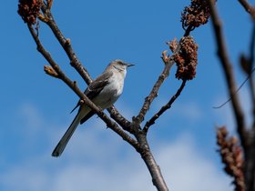 ../2021/05/09-1027-portland_ME-ME-bird.jpg