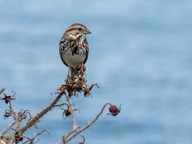 ../2021/05/09-1309-portland_ME-ME-bird.jpg