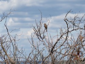 ../2021/05/10-1255-portland_ME-ME-bird-fort_williams.jpg