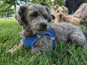 ../2021/05/27-1227-bella-dog-casper.jpg