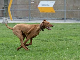 ../2021/06/13-1133-dog.jpg