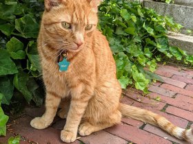 16-1708-cat.jpg
