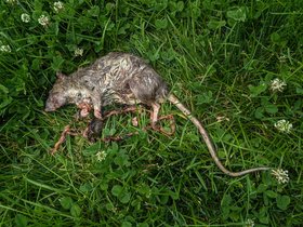 ../2021/06/23-1248-library-dead-rat.jpg