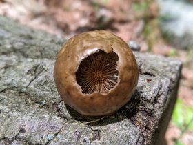 ../2021/06/27-1144-breakheart_reservation-MA-seedling-plant.jpg