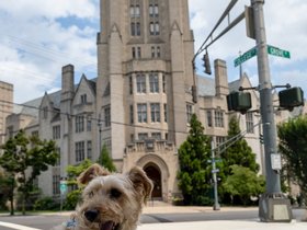 ../2021/07/28-1215-yale-dog-new_haven-casper-CT.jpg