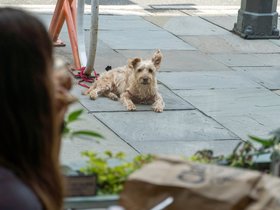 ../2021/07/28-1312-CT-new_haven-yale-dog-casper.jpg