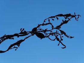 ../2021/09/06-1309-seaweed-webb-beach-park.jpg