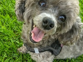 ../2021/09/15-1223-bella-dog.jpg