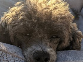 ../2021/09/19-1744-bella-dog.jpg