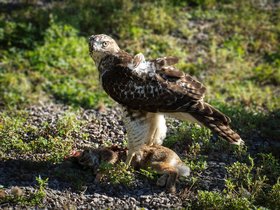 26-1537-bunny-raptor.jpg