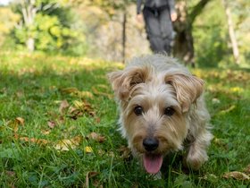 ../2021/10/23-1355-casper-harvard_arboretum-MA-dog-nora.jpg