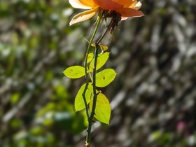 24-1416-flower-rose.jpg