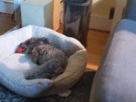 14-1550-bella.mp4