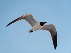 13-1908-bird-clearwater-FL.jpg
