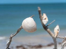 14-1106-park-caladesi-FL-clearwater.jpg