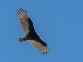 14-1233-park-caladesi-FL-bird-clearwater.jpg
