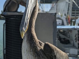 14-1636-pelican-bird-clearwater-FL.jpg