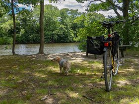 18-1250-bike-dog-casper-charles_river-MA.jpg
