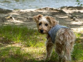 18-1250-dog-casper-charles_river-MA.jpg