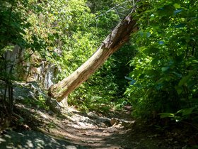 25-1127-breakheart_reservation-MA-tree.jpg