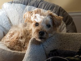 11-0632-dog-sunlight-morning-casper.jpg