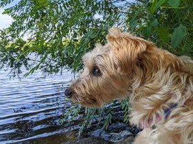 31-1148-dog-charles_river-MA-casper.jpg