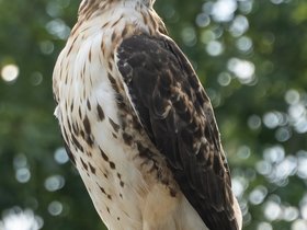 21-1604-bird-hawk.jpg