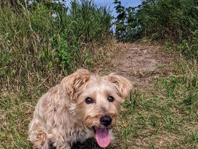 25-1341-casper-portland_ME-ME-dog.jpg