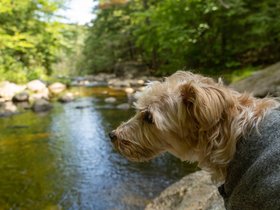 26-1124-dog-casper-ME-stream.jpg