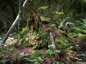 27-1100-ME-plant.jpg