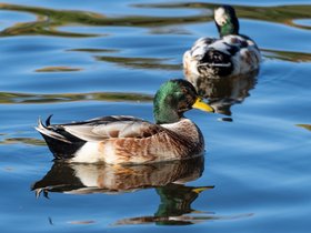 15-1442-duck-charles_river-MA.jpg