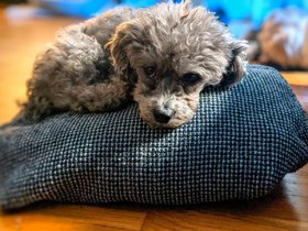 20-1105-bella-dog.jpg