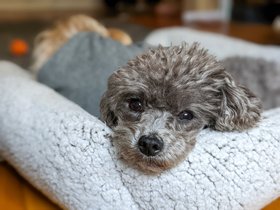 31-1425-bella-dog.jpg