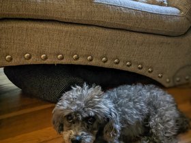 03-1058-casper-bella-dog.jpg