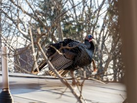 ../2023/03/16-0730-turkey-cambridge-MA-rooftop.jpg