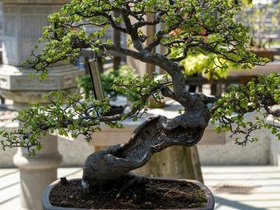 ../2023/05/10-1243-arboretum-harvard-bonsai.jpg