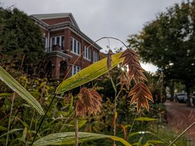 ../2023/10/16-0804-sun-morning-plant.jpg