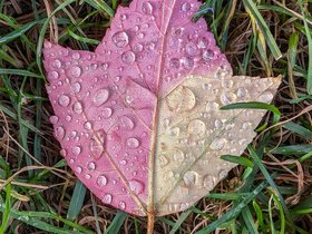 ../2023/10/17-0946-leaf.jpg