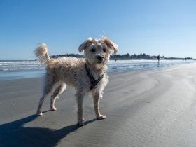 ../2023/10/28-1211-nixie-beach-nahant-MA.jpg