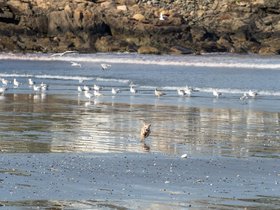 ../2023/10/28-1400-nixie-beach-bird-nahant-MA.jpg