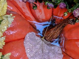../2023/11/09-1557-flower-color-pumpkin-autumn.jpg